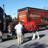 Clydesdale horse with blanket