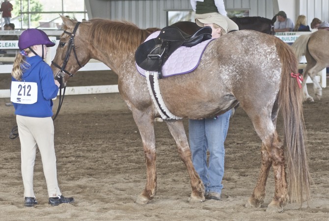 Appaloosa in arena at show with attendants.