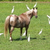 Appaloosa horse in pasture with friendly egrets.