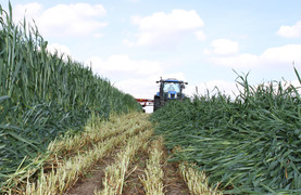 Harvesting a field of triticale