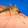 Mosquito ready to feed.
