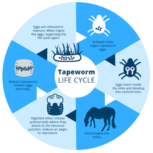 Tapeworm life cycle in horses.