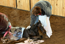 Veterinarian caring for newly born foal.