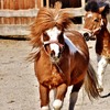 Ponies at play.