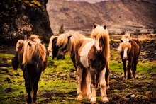 Ponies grazing in Iceland.