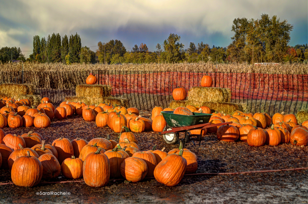 Pumpkin patch. Поляна тыквенная. Тыква ленд. Ферма тыква колосья.