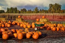 Pumpkin fun for Halloween.