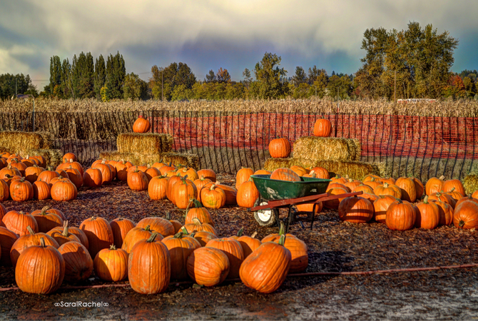Colorful fall field of artfully arranged pumpkins.