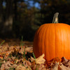 A pumpkin highlighted in field of pumpkins.