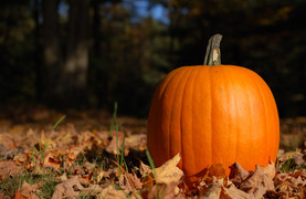Colorful bright orange pumpkin nestled in a field of autumn leaves.