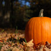 Colorful bright orange pumpkin nestled in a field of autumn leaves.