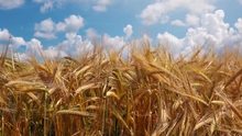 Field of ripe triticale to be used as grain for horses.