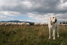 Dog and sheep threatened by coming storm.