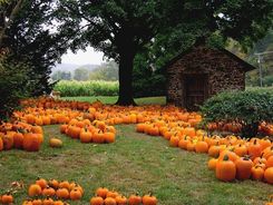 Field of pumpkins framing a cornfield and farm out-building.