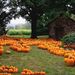 Field of pumpkins framing a cornfield and farm out-building.