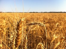 Ripe triticale with sharp needle-like appendages known as awns.