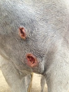 Typical pigeon fever abscesses on horse.