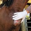 Pigeon fever abscess on horse's chest.