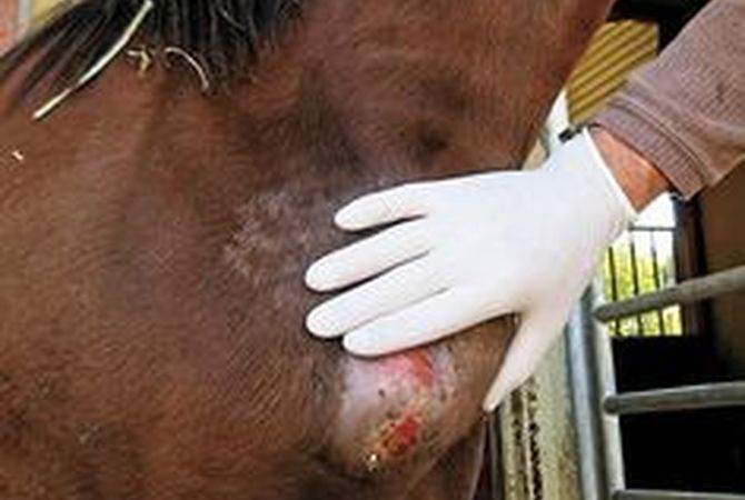 Pigeon fever abscess on horse's chest.