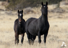 Wild horses in California's Modoc National Forest.
