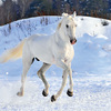 White horse in a snow-covered field.