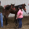 Monty Roberts demonstrating getting horses used to spray bottles.