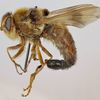 A bot fly - Larvae is a parasite in horses.