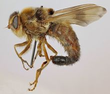 A bot fly which can be a source of parasites in horses.