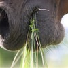 Horse's muzzle in action as he eats.