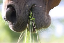 Horse chewing a mouthful of grass.