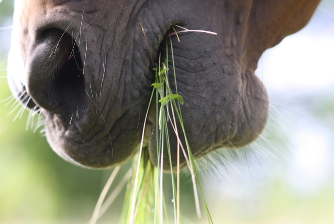 Horse's muzzle in action as he eats.