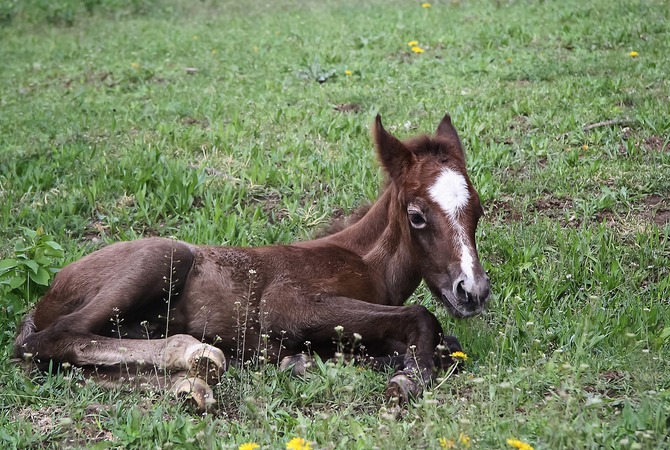 Newly born foal lying in pasture.