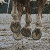 View of hooves of a galloping horse on a rainy day.