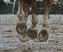 View of the bottoms of shoed horse's hooves as horse gallops on a rainy day.