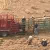 Wild horses being loaded into stock trailers,