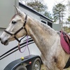 Horse next to horse trailer wearing a saddle and saddle blanket.