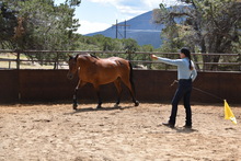 Julie Goodnight demonstrating horse training skills.