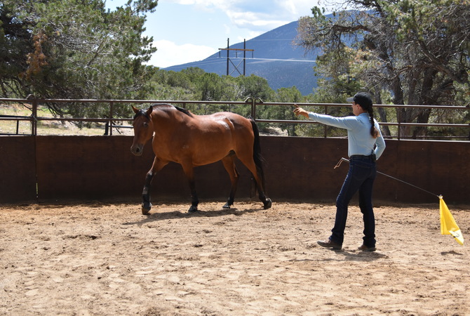 Julie Goodnight in action training horse.