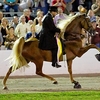 High-stepping horse showing signs of soring on legs and hooves.