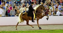 High-stepping horse with evidence of soring on legs and hooves.