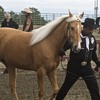 A Tennessee Walker being led by trainer at a competition.
