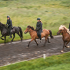 Riders on gaited Icelandic horses running on a track.