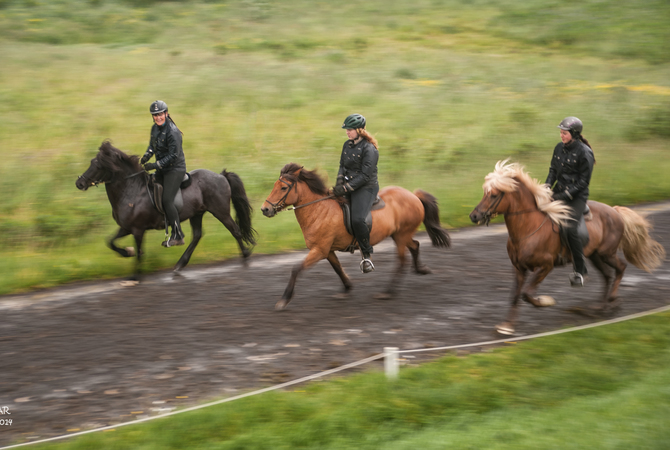 Riders on gaited Icelandic horses running on a track.