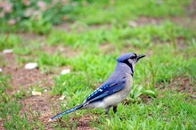 Horse pasture with bluejay, but no horse.