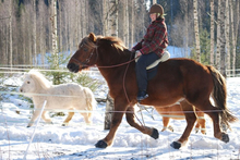Cavalo boots on horse in snowy winter setting.