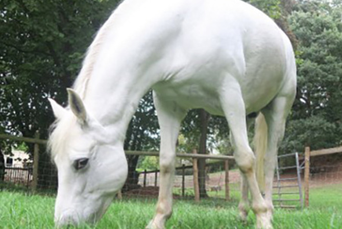 A white  Connemara pony used in recurrent exertional rhabdomyolysis research (tying up)
