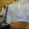 Horse with spotty melanoma cancers on neck and head