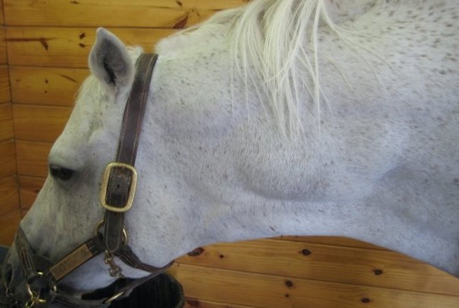 Horse with spotty melanoma cancers on neck and head