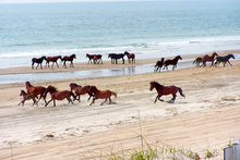 Corolla wild horses on the beach.