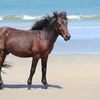 Wild Corolla Horse on North Carolina Beach.